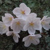 桜２