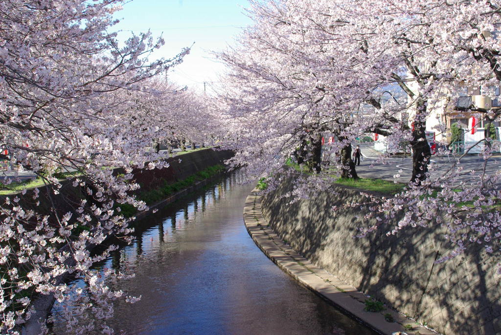 桜７