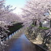 桜７