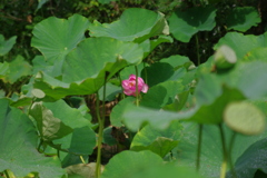 蓮