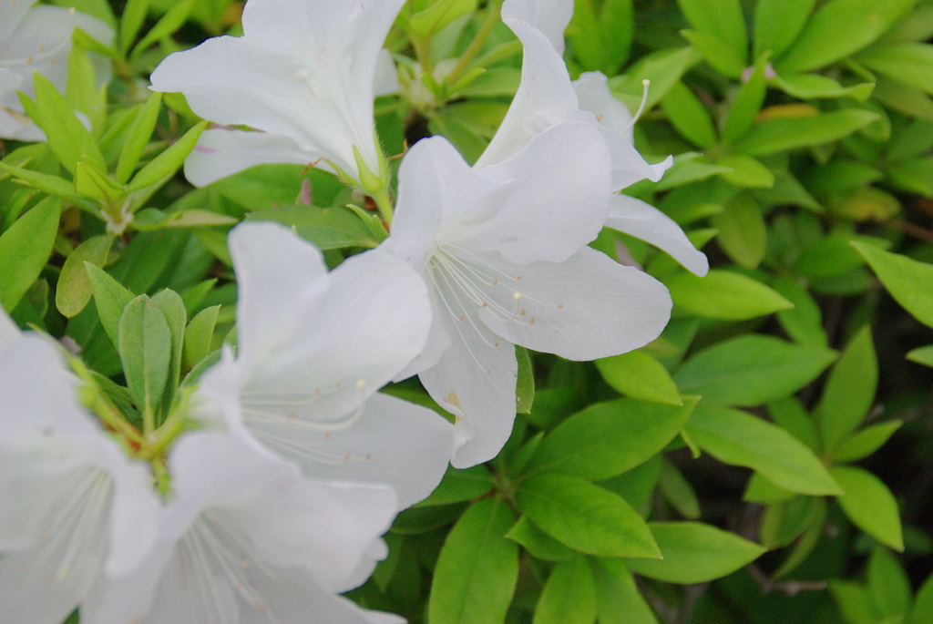 蓮花寺公園　つつじ