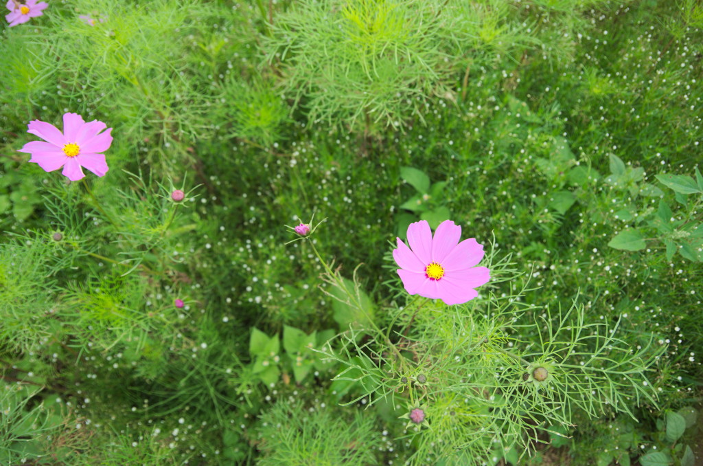 花の都公園コスモス