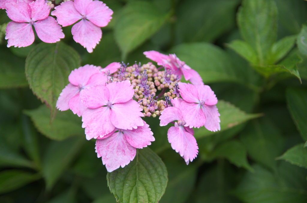 牧の原　紫陽花