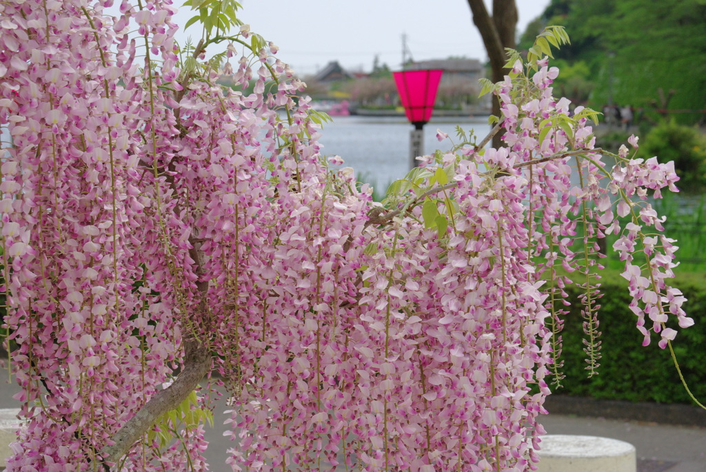 蓮花寺公園　藤２