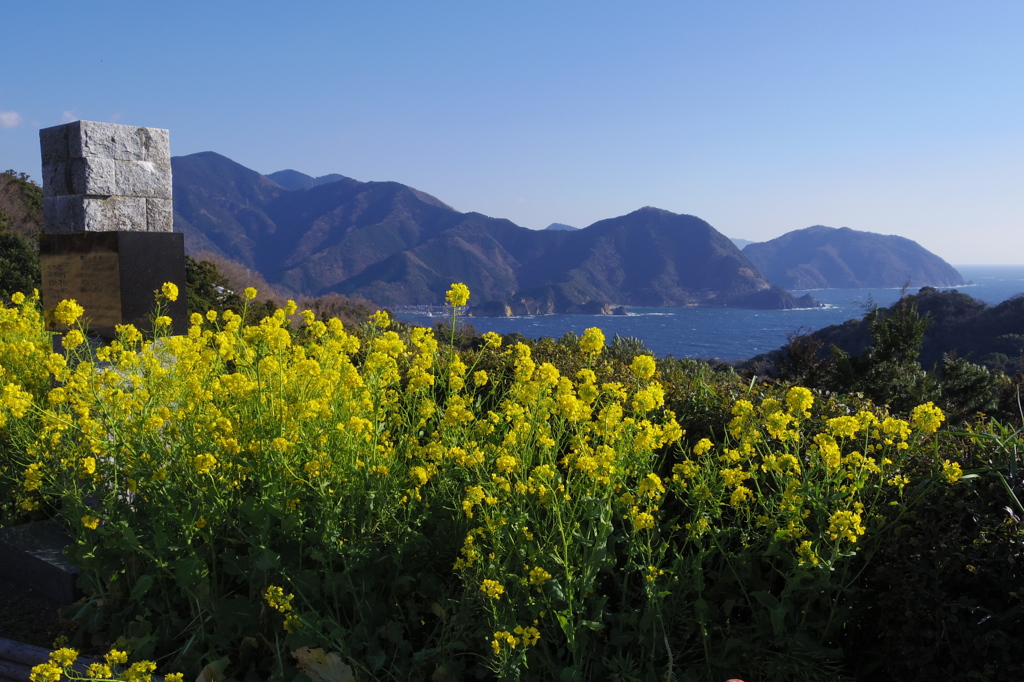 恋人岬）菜の花