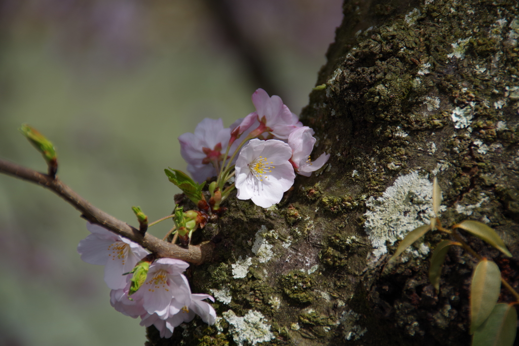 勝間田川　桜