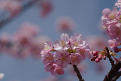 桜～土肥にて