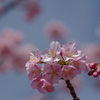 桜～土肥にて