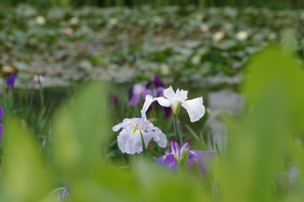 花菖蒲