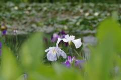 花菖蒲