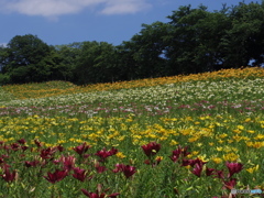ゆりの園