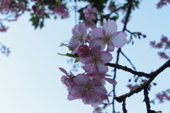 朝日山城跡　桜