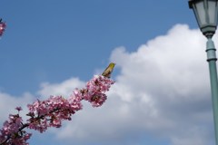 桜とメジロ