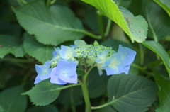 牧の原　紫陽花５