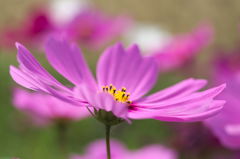 IMGP1044-1