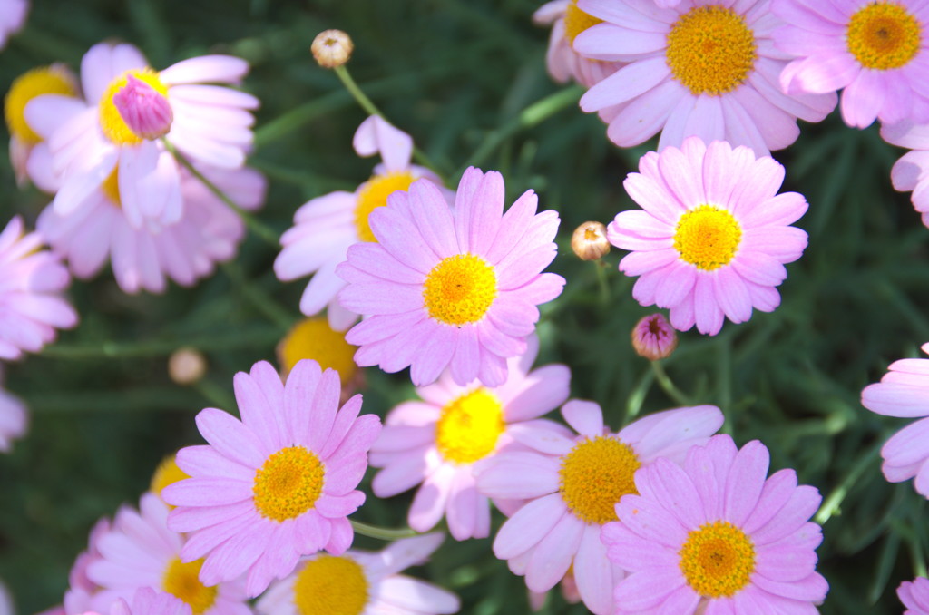 伊豆四季の花