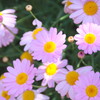 伊豆四季の花