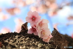 熱海桜