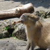 カピバラ
