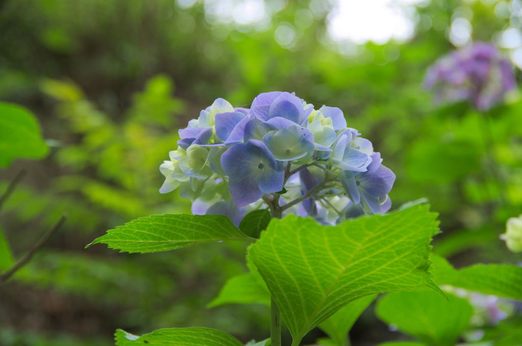 IMGP3777下田公園