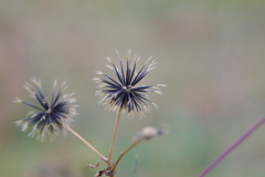 IMGP2799