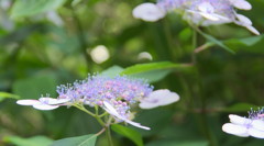 牧の原　紫陽花４