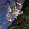 桜１