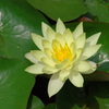 松本城の睡蓮