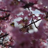 桜とメジロ