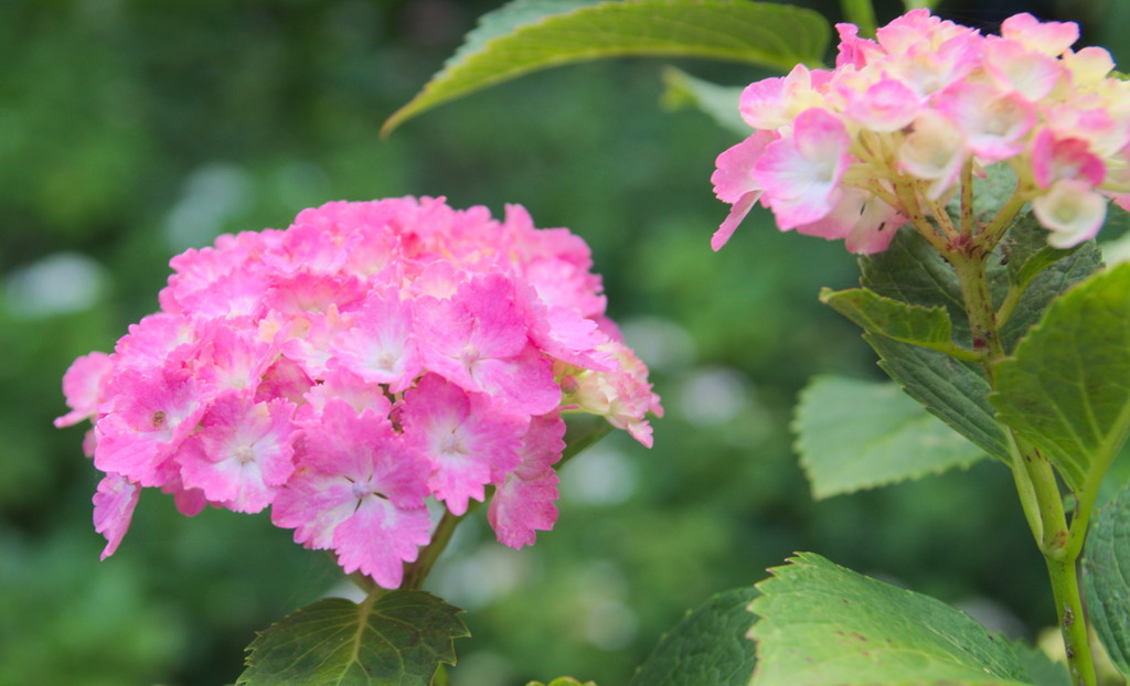 牧の原　紫陽花８