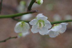 小田原城　梅