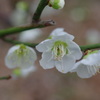 小田原城　梅