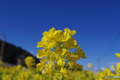 菜の花