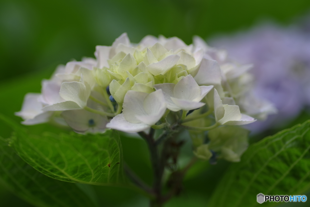 公園の紫陽花