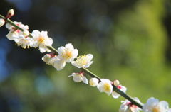 龍尾神社・梅１