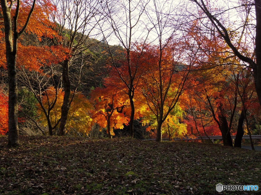 IMGP0833-2