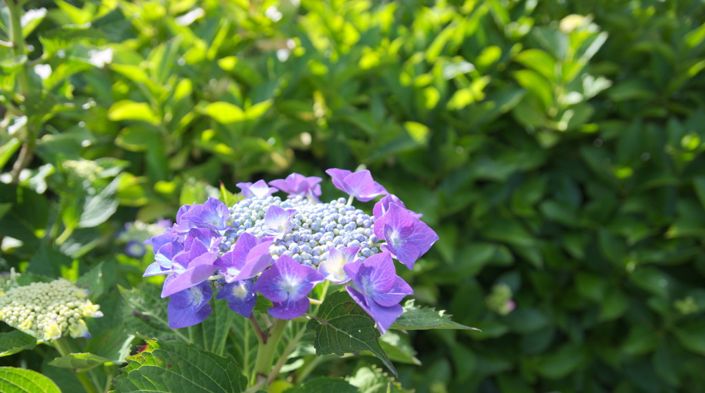 牧の原　紫陽花９