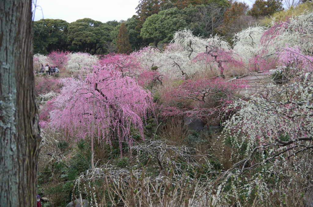 龍尾神社・梅３
