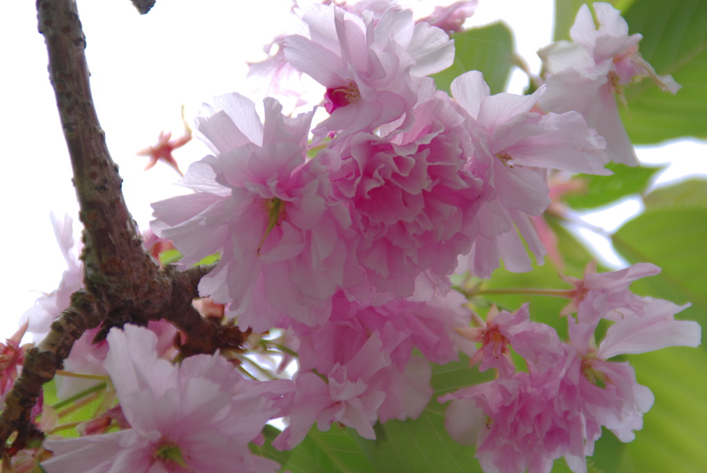 蓮花寺公園　里桜