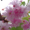 蓮花寺公園　里桜