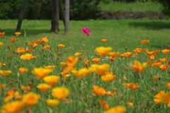 花の都公園