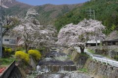 富士川町　桜