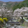富士川町　桜