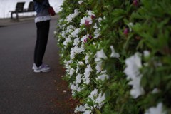 つつじ
