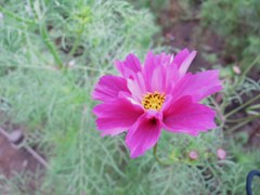IMG_0036