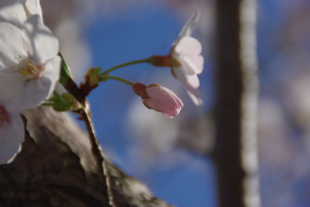 桜３