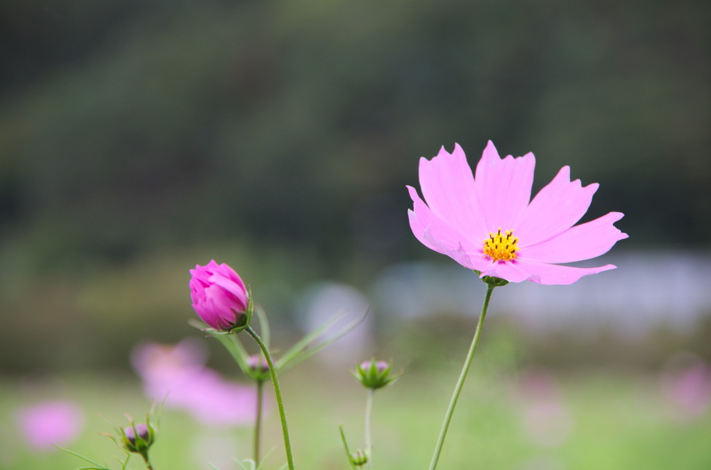花の都公園コスモス2