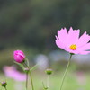 花の都公園コスモス2