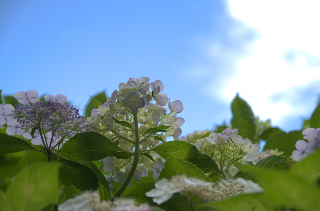 牧の原　紫陽花３