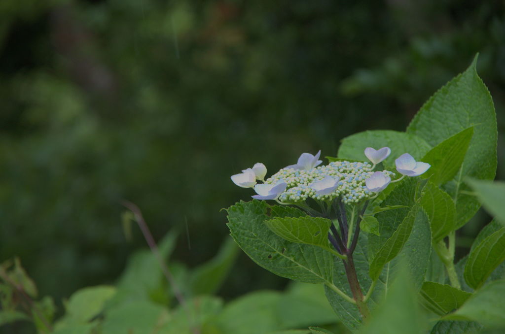 IMGP3809下田公園